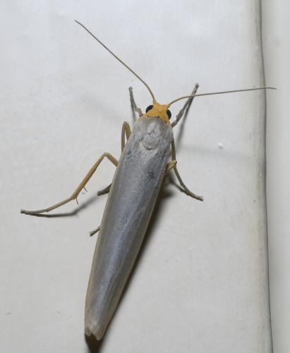 Réf. 13 516 : Eilema sp.