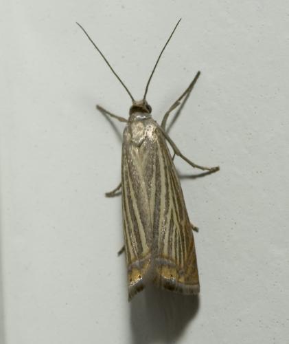 Réf. 13 638 : Chrysoteuchia culmella
