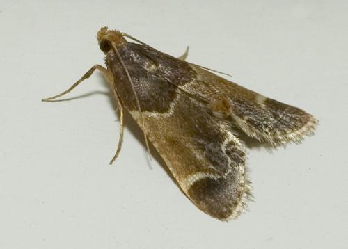 Réf. 13 518 : Pyralis farinalis