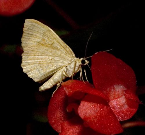 Réf. 13 062 : Camptogramma bilineata