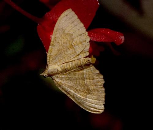Réf. 13 060 : Camptogramma bilineata