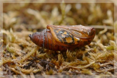 Réf. 13 652 : Cucullia argentea