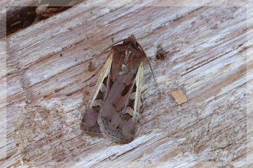 Euxoa hastifera