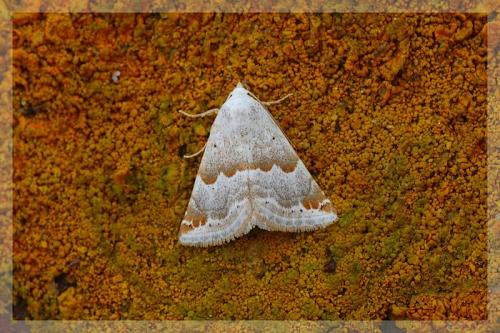 Eublemma amoena