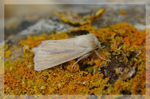 Réf. 13 481 : Denticucullus pygmina