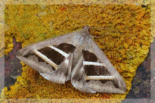 Grammodes bifasciata