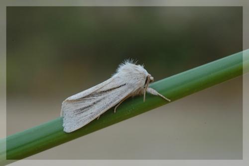 Réf. 13 485 : Simyra albovenosa