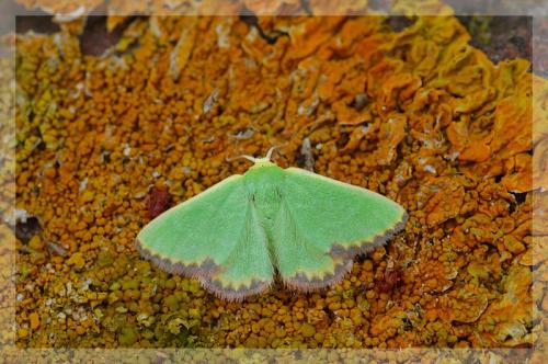 Eucrostes indigenata