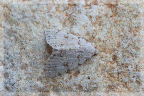 Réf. 13 694 : Metachrostis velox