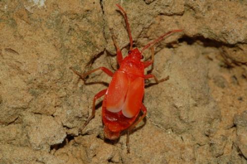 Pyrrhocoris apterus