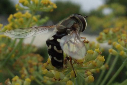 Scaeva pyrastri