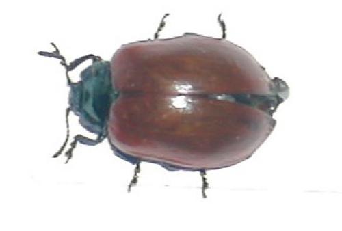 Réf. 13 443 : Chrysomela sp.