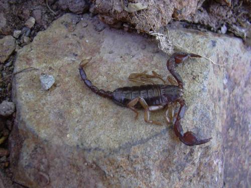Euscorpius flavicaudis