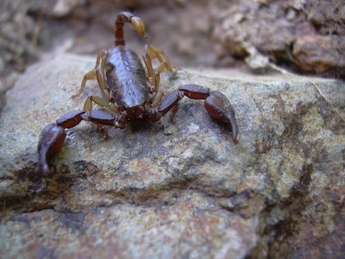 Euscorpius flavicaudis