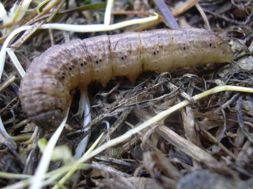 Réf. 13 358 : Agrotis sp.