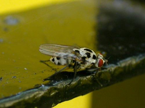 Anthomyia pluvialis