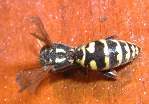 Polistes dominula