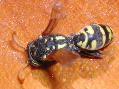 Réf. 13 419 : Polistes dominula