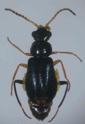 Ebaeus coerulescens