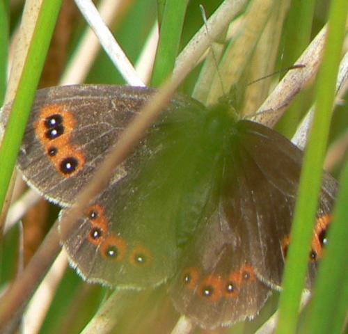Erebia aethiops