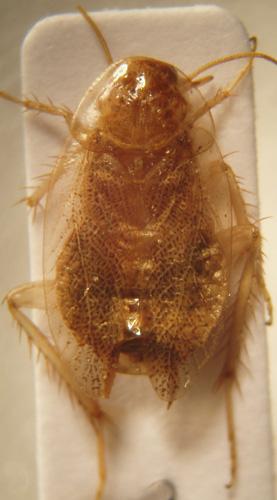 Ectobius pallidus