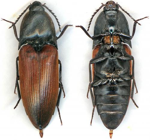 Elater ferrugineus