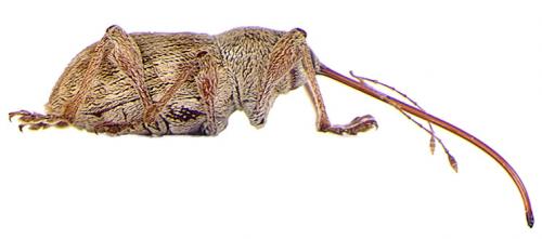 Curculio elephas