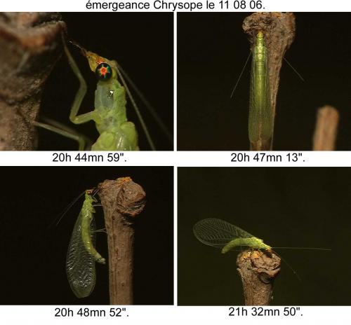Réf. 13 891 : Chrysoperla sp.