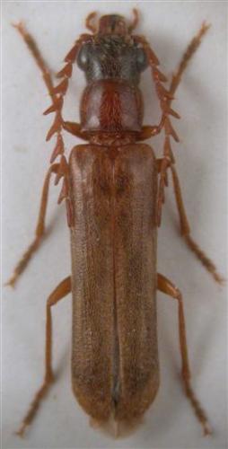 Emmita serricornis