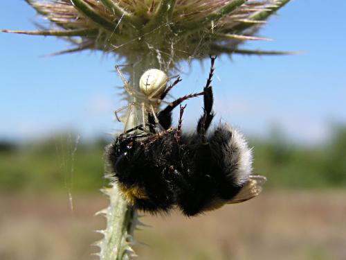 Enoplognatha sp.