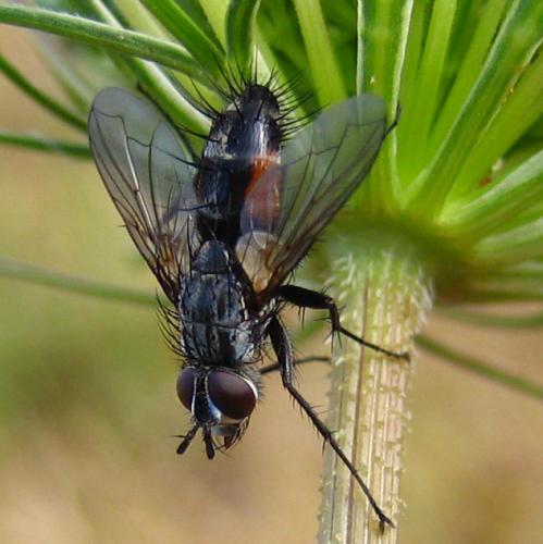 Réf. 13 813 : Eriothrix rufomaculata