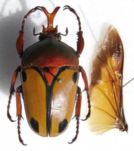 Réf. 13 169 : Eudicella smithii trilineata