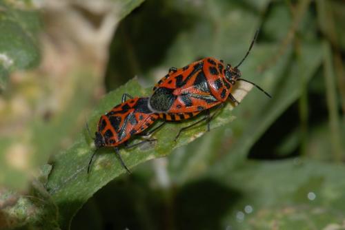 Eurydema ventralis