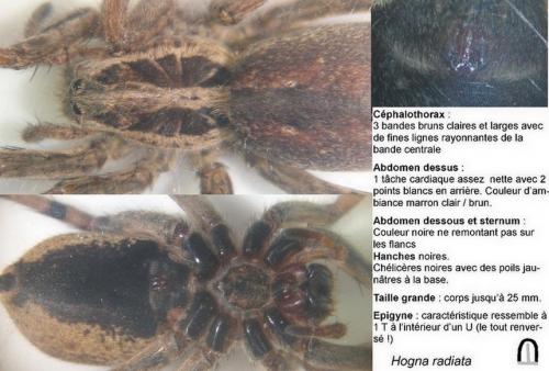 Hogna radiata