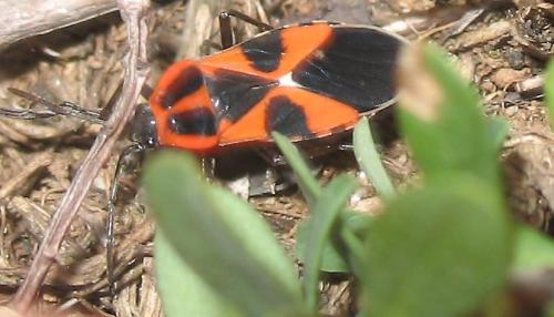 Tropidothorax leucopterus