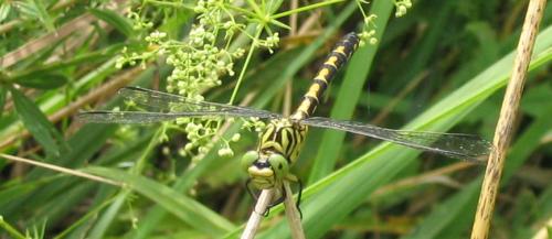 Réf. 13 066 : Onychogomphus forcipatus
