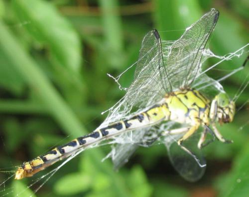 Réf. 13 107 : Onychogomphus forcipatus