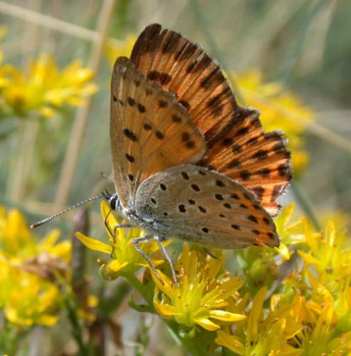 Réf. 13 692 : Lycaena alciphron