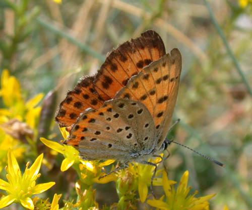 Réf. 13 693 : Lycaena alciphron