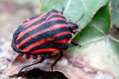 Réf. 13 070 : Graphosoma italicum
