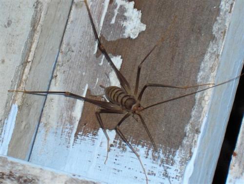 Dolichopoda sp.