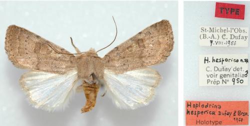 Hoplodrina hesperica