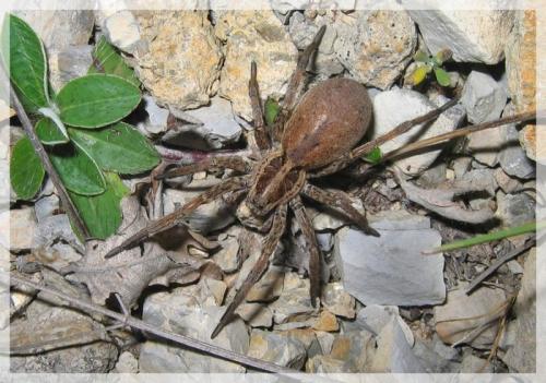Hogna radiata