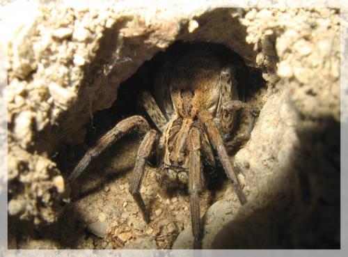 Hogna radiata
