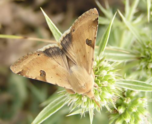 Réf. 13 847 : Heliothis peltigera