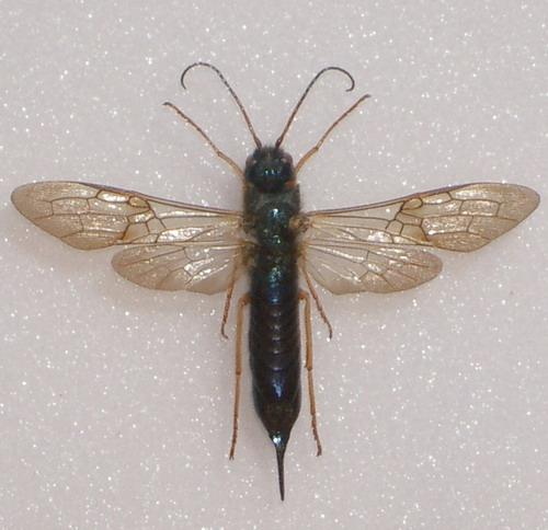 Réf. 13 947 : Sirex juvencus