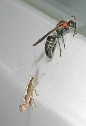 Réf. 13 425 : Smicromyrme sp.
