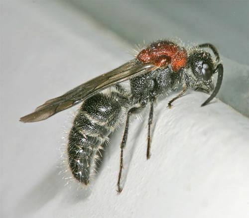 Réf. 13 426 : Smicromyrme sp.