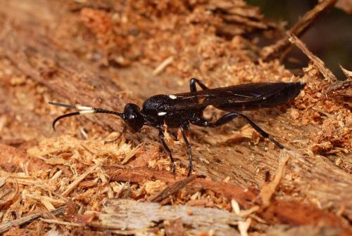 Réf. 13 860 : Ichneumon lugens