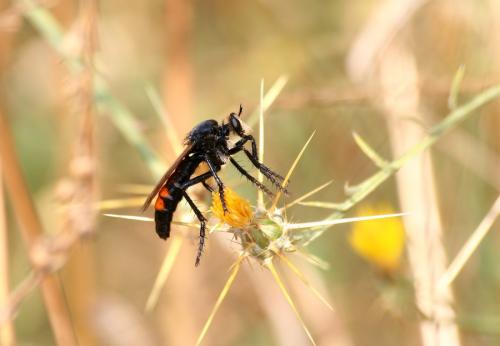 Dasypogon diadema